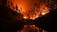 Požar u šumama Portugala
