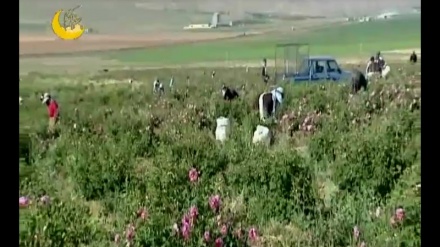 باخی گوڵی ئورگانیک له دەورووبەری تاران