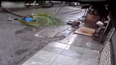 داری پاڵم ژنێکی هێندی کوشت