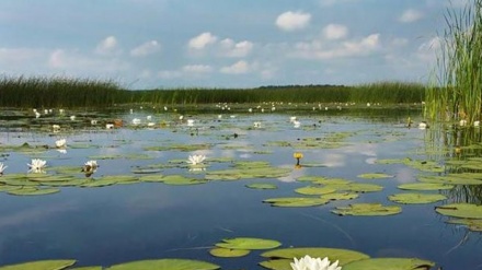 سەراو نیلووفەر لە کرماشان