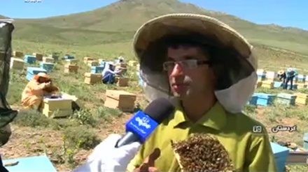 راپۆرتێک له سنه سەبارەت به چێژی چزی مێشه هەنگ