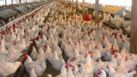 Lerikdəki toyuq fermasında partlayış
