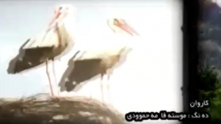 گۆرانی خۆشی کووردی