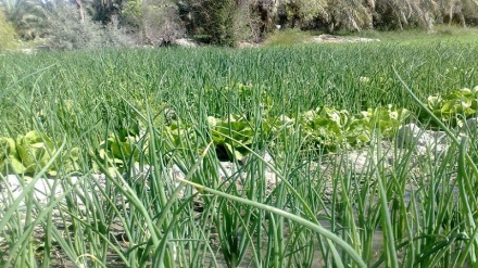 سوودمەندییەکانی تەڕە پیاز