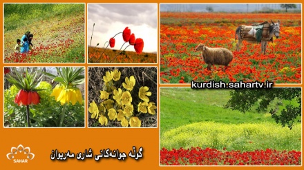 مەریوان هەرێمی گوڵە جوانەكان