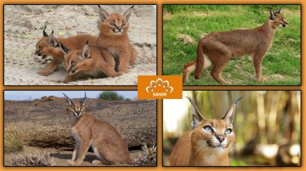 پشیلە کێوی ئێرانی