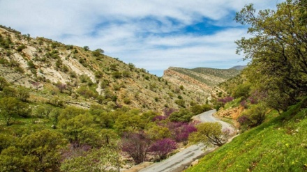  تەنگەی سه‌رنجڕاکێشی ئەرغەوان له ئیلام