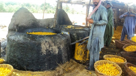 چنینەوەی خورما لە وڵاتی پاکستان