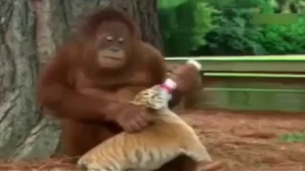 هاوڕێیەتی سەرسورهێنەری مەیموونێک لەگەڵ چەند بەبر له کۆلۆرادۆ