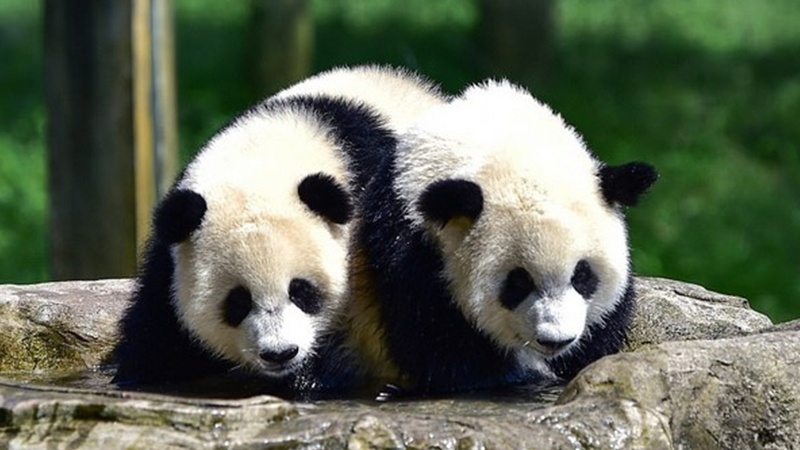 Əkiz pandalar üçün ad günü şənliyi