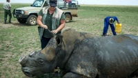 Trgovina rogova od nosoroga u Južnoj Africi
