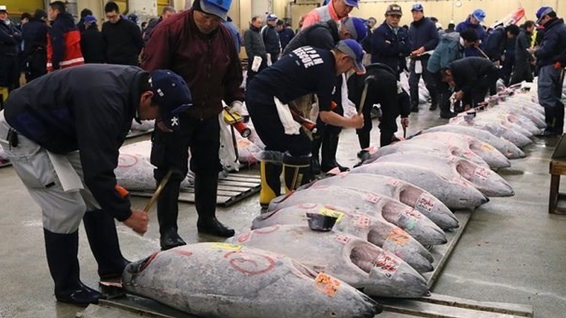Yaponiya S. Okeanda tuna balığı ovu üzrə kvotanın nəzərdən keçirilməsini təklif edib

