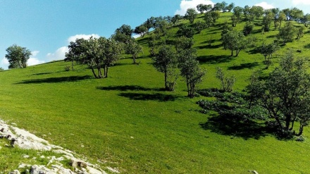 شاره‌ جوانه‌که‌ی کرماشان