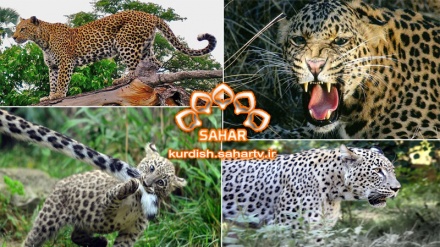 پڵینگی ئێرانی