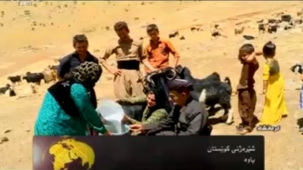 شێره ژنی کوێستان له شاری پاوه