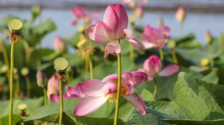 گۆرانی کوردی سوورە گوڵ