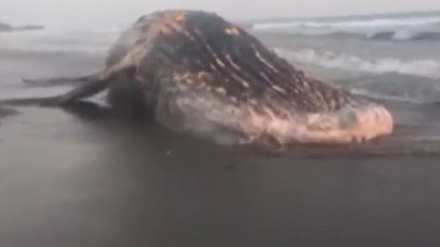 نەهەنگێکی 25 تەنی لە کەنارەکانی نیکاراگۆئە