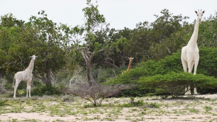 زەڕافەی سپیش گەیشت!