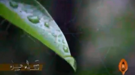 گۆرانیێک خۆش به دەنگی مامۆستا محەمەد دانش