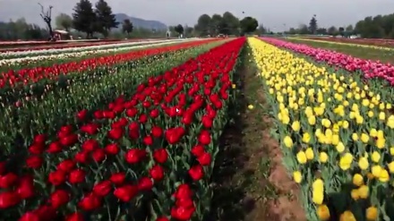 باخی گوڵان لە کەشمیر