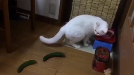 کێشەی پیشیلە و هارۆێ