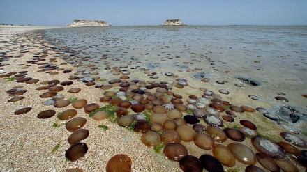 گۆرانییەک به ناوی گیانا