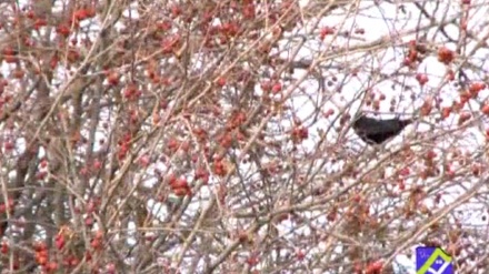 گۆرانیێک خۆش به دەنگی مامۆستا ئەحمەد ئیسلامی