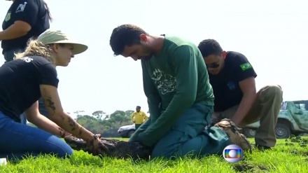 ڕزگار كردنی كرۆكۆدیلەكان لە بەرازیل