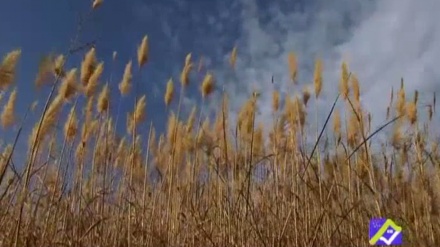 گۆرانیێک خۆش پێشکەش بە هاورێیانی عازیز