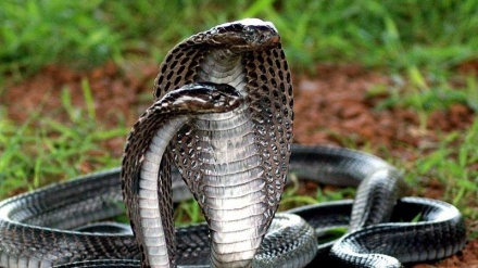 ژیانی سەرنج ڕاکێشی مارەکان