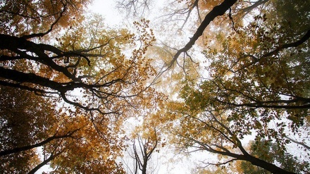  گۆرانی کوردی خەزان