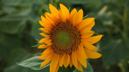 مەزرای گوڵەبەڕۆژە