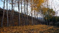 Jesenja priroda Arasbarana
