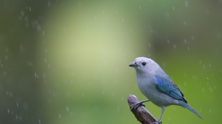  گۆرانی هەی بە ناز