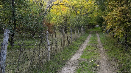 گۆرانییەک کوردی به ناوی باخەوان