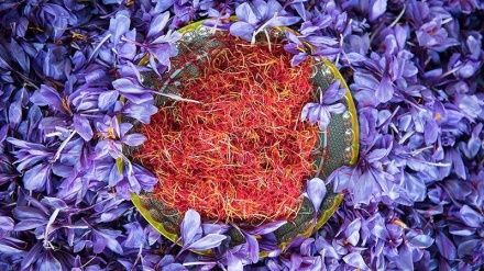 Branje purpurnih cvjetova šafrana.