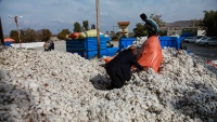 Branje pamuka na području grada Hoda Afarin
