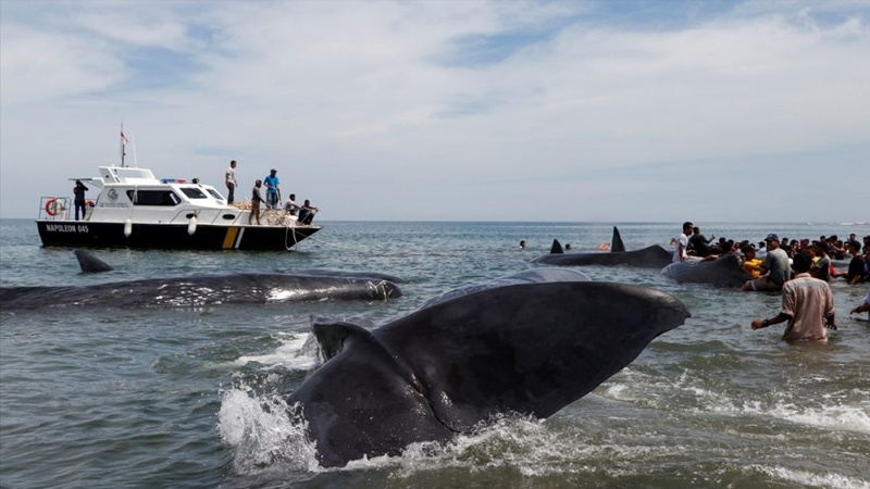 Indonezija: Spasioci nastoje vratiti u more najmanje devet nasukanih kitova