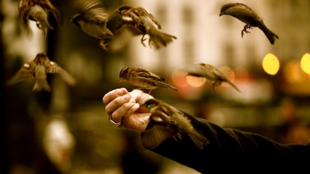 لێبوردەیی لە ئیسلامدا