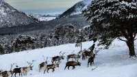 Stado sjevernih jelena u planinama Škotske 
