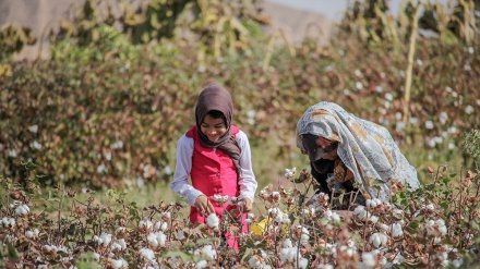 چنینەوەی لۆکه له ئێران