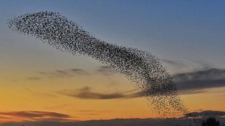 هەڵفڕینی نومایشی باڵندەکان لە ئاسمانەوە