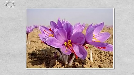 زعفران کے فوائد