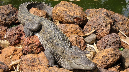 بەڵگەفیلمی ژیانی گاندو