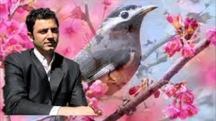 گۆرانی کوردی ئیلامی سروەی واه- به دەنگی محەممەد جەواد شوهانی