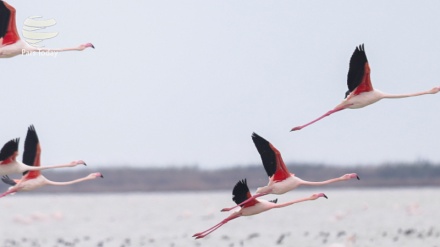 گۆرانی فارسی بە ناوی باران