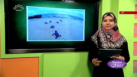 پروگرام نسیم زندگی کا معلوماتی حصہ