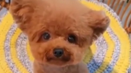 سەگە خٶێنشیرینەکان