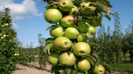 لێکردنەوەی سێو لە شاری مەهاباد