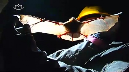 ڈاکیومینٹری - صوبہ کردستان کے جانور